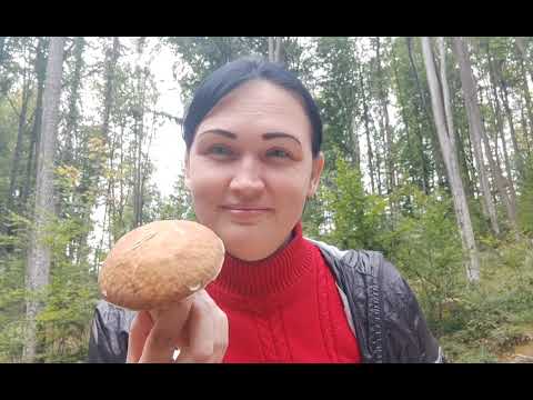 Видео: Малювання на пленері. Краєвиди. #художник #мистецтво #painting 