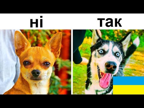 Видео: ТОП 10 - НАЙДОБРІШІ СОБАКИ СВІТУ