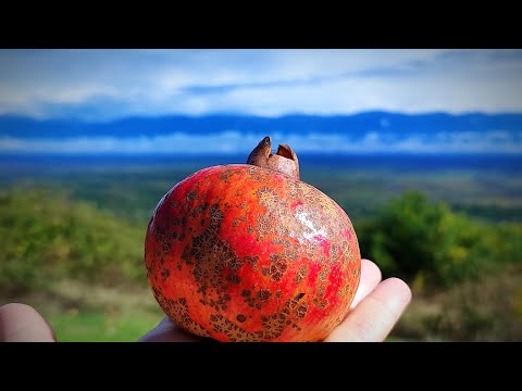 Видео: Из Лагодехи в Тбилиси 19-20.09.25
