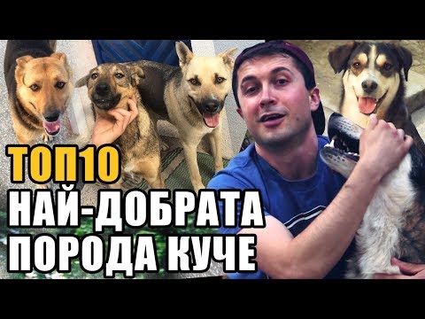 Видео: Топ 10 Коя е най-добрата порода кучета?
