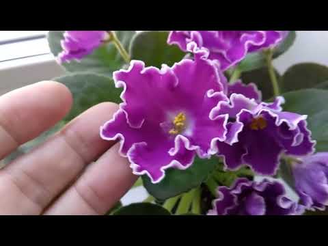 Видео: Фиалки./ Необычные сорта.  Сорт и спорт.