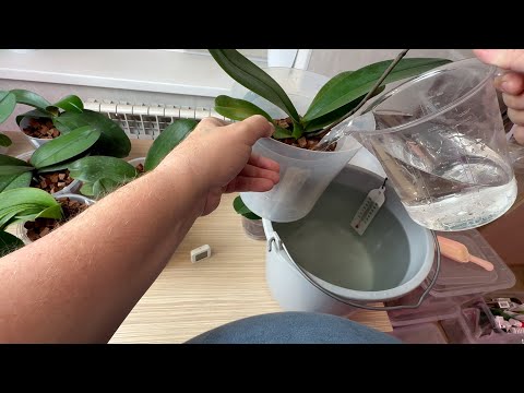 Видео: полив орхидей после пересадки и омоложения // всё про то как поливаю орхидеи