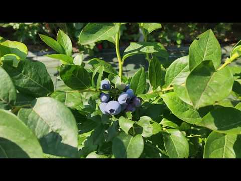 Видео: Какво е боровинката и условия за успешното и отглеждане