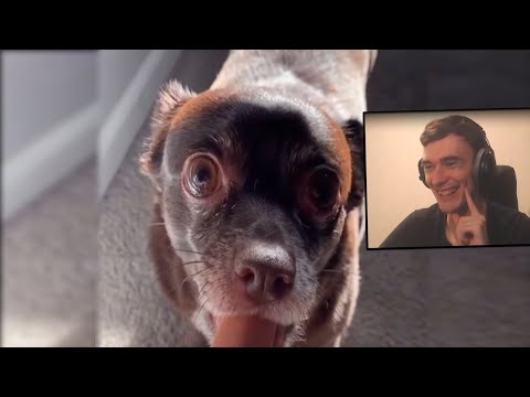 Видео: Рекви смотрит смешные видео #1