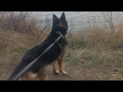 Видео: ЗАПОРОЖЬЕ = НУЖНА ПОМОЩЬ .........,