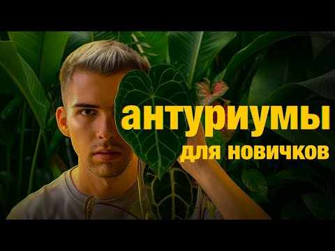 Видео: засушить НЕЛЬЗЯ выращивать: АНТУРИУМЫ для новичков // мой опыт + обзор ВСЕХ антуриумов