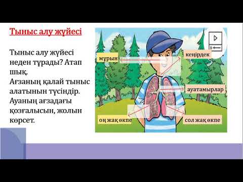 Видео: 3 сынып жаратылыстану Тыныс алу мүшелері 2 тоқсан  №21 сабақ