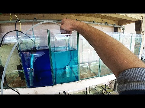 Видео: Как добиться качественной воды в нерестовиках. 3 способа