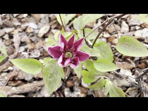 Видео: Розпаковка від sadim com ua! Варто замовляти чи ні?! Несподіванний розвиток подій!