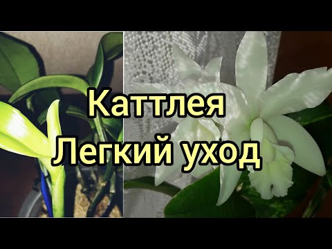 Видео: Каттлея. Уход в моих домашних условиях.  Полив. Ошибки.  Почему не цветет???!!!