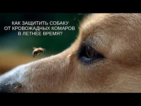 Видео: Как защитить собаку от кровожадных, надоедливых мух и комаров в летнее время? Секреты заводчика
