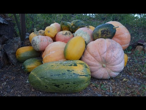 Видео: Заготовка корма быкам на зиму