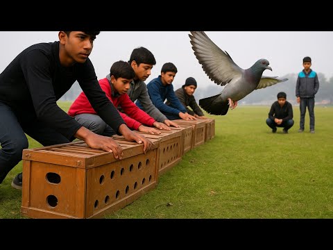 Видео: НОВОЕ ИСПЫТАНИЕ ДЛЯ ГОЛУБЕЙ / СКОЛЬКО ИСЧЕЗЛИ ЗА ЭТОТ ДЕНЬ 