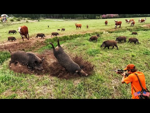 Видео: СЛИШКОМ ОПАСНО! Два кабана одновременно напали на охотника — идеальный выстрел в шею