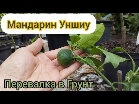 Видео: Викопав Апельсин і посадив Мандарин - дуже вірне рішення)))