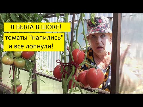 Видео: "Задница обезьяны" треснула у меня на глазах! Как поливать томаты?