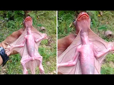 Видео: Если бы Это Существо не Сняли на Камеру, Никто бы не Поверил! Топ 50