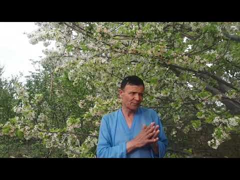 Видео: ГИЛОСЛАРНИ БАХОРДА УГИТЛАШ...