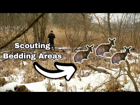 Видео: Как определить место лежки оленей?