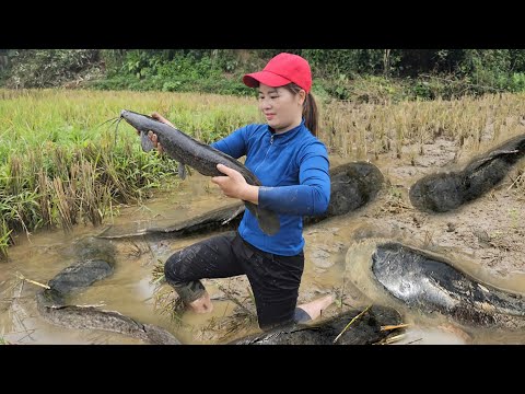 Видео: Девушка из горной местности ловит много крупной рыбы посреди огромного поля | @daianfarm