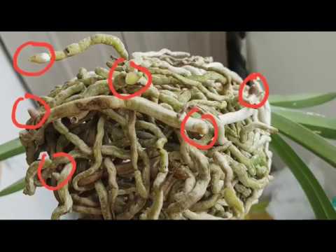 Видео: Орхидеи, апрель-2018: микроб седирея, неофинетии с рубиновыми корнями, пр. вандовые и Берри Ода