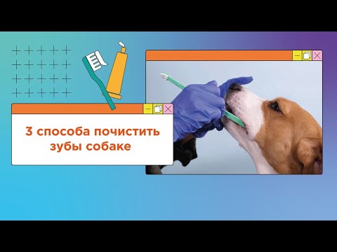 Видео: Как легко чистить зубы собаке? 3 способа почистить зубы собаке