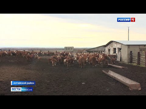 Видео: Вакцинация скота