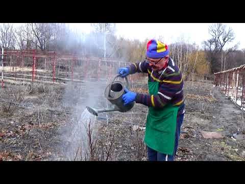 Видео: Самые первые весенние работы на смородине! Не опоздайте!