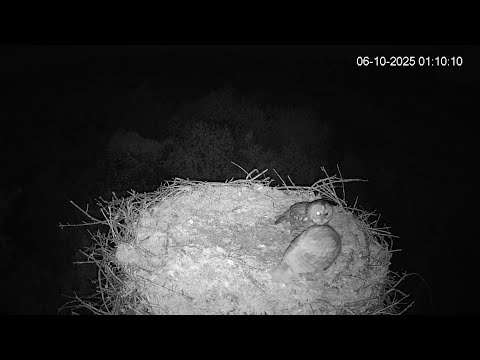 Видео: Пара нічних вартових лісу - Сова сіра (Strix aluco) у гнізді лелек