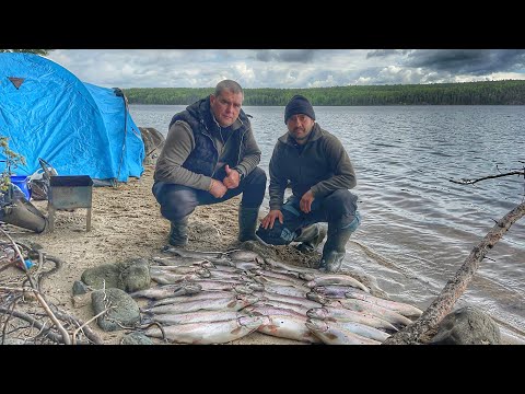 Видео: ГРАНДИОЗНАЯ РЫБАЛКА НА ФОРЕЛЬ!ОЧЕНЬ МНОГО РЫБЫ | ИСТРЕБЛЯЕМ ГЛАВНОГО ВРЕДИТЕЛЯ ВСЕХ ВОДОЕМОВ СТРАНЫ!