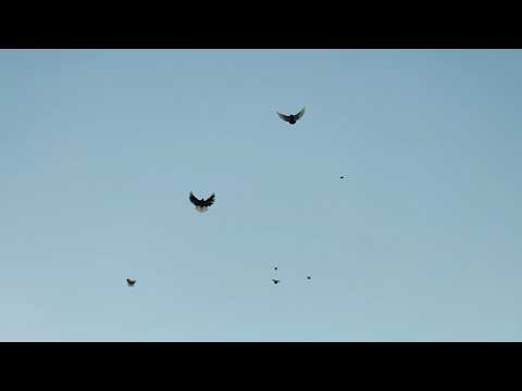 Видео: Полтава привет.Николаевские голуби.