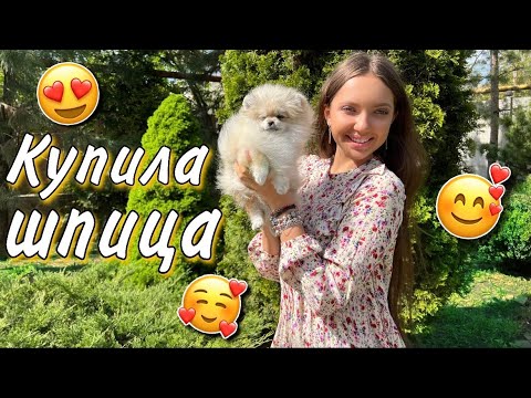 Видео: Купила щенка шпица 🐶 Теперь у меня 2 шпица🥰