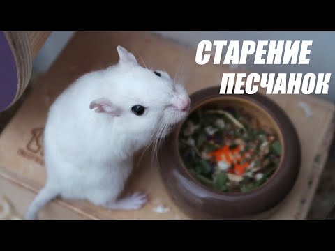 Видео: СТАРОСТЬ У ПЕСЧАНОК | КАК УХАЖИВАТЬ ЗА ПОЖИЛЫМИ ПЕСЧАНКАМИ