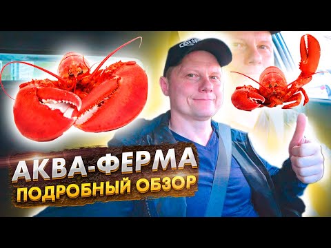Видео: Как устроена ферма по выращиванию раков: полный обзор
