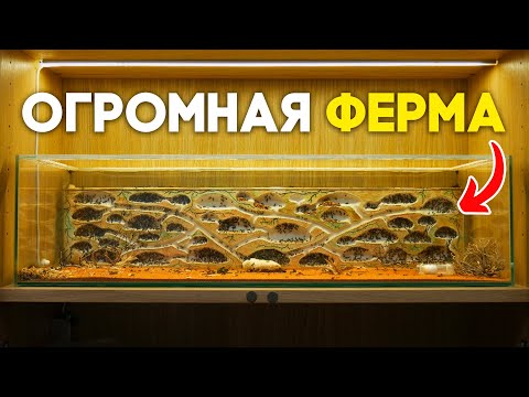 Видео: Я СДЕЛАЛ ОГРОМНУЮ МУРАВЬИНУЮ ФЕРМУ ДЛЯ МУРАВЬЁВ ЖНЕЦОВ! ПОШАГОВАЯ ИНСТРУКЦИЯ ПО СОЗДАНИЮ ФОРМИКАРИЯ!