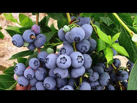 Видео: Как выращивают чернику?