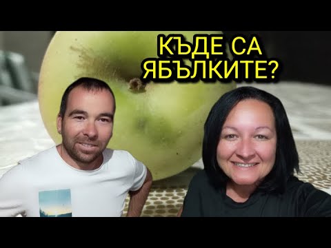 Видео: ЖИВОТ НА СЕЛО: Какво направихме с ЯБЪЛКИТЕ?