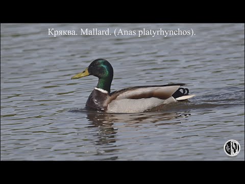 Видео: Снегопад 8 мая и дикая кряква. Snowfall on May 8 and wild mallard. (Anas platyrhynchos).