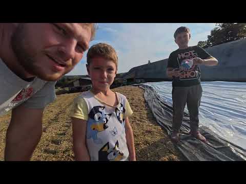 Видео: Генри объясняет, как собирать кукурузу!