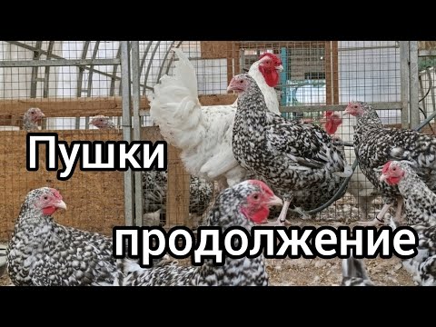 Видео: Пушкинские куры. Часть 2. И не много Царскосельских.