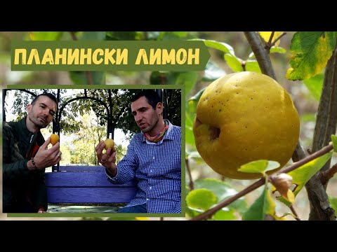 Видео: Планински лимон (Chaenomeles) - природен имуностимулант.