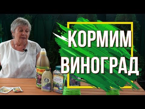 Видео: Подкормите Виноград Калием ✔️ 100% Урожай Винограда 🍇 Советы От Garden- zoo