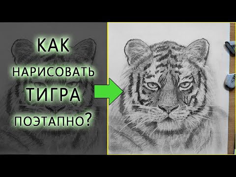 Видео: Как НАРИСОВАТЬ ТИГРА карандашом поэтапно. Урок по рисованию