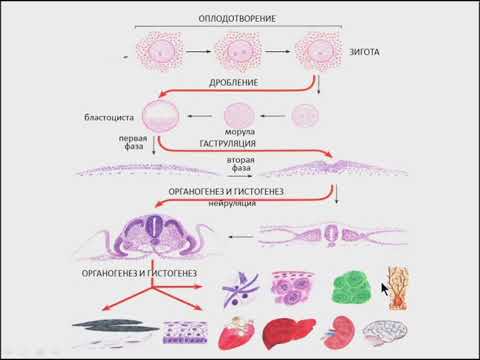 Видео: Лекция: "Гистогенез. Эмбриология."