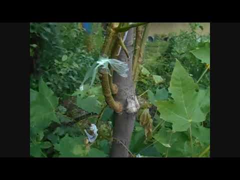 Видео: клен глобозум обзор прививки