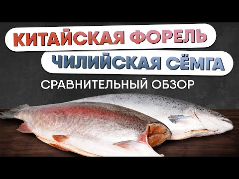 Видео: сравниваем СЕМГУ и ФОРЕЛЬ. Чем отличается красная рыба семейства лососевых. Сравнительный обзор