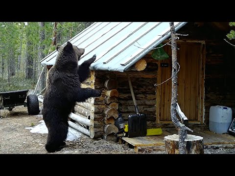 Видео: Живу в таёжной избе. Медведь стучится в дверь.