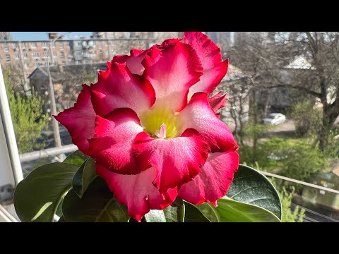 Видео: Мои мини адениумы😀