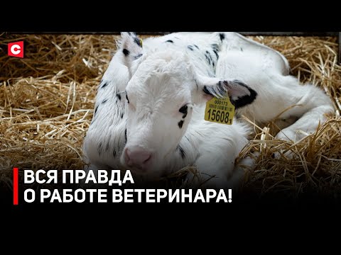 Видео: От поступления до работы! Несколько причин, почему стоит выбрать профессию ветеринара
