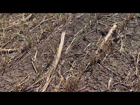 Видео: Борона від Хермес в роботі